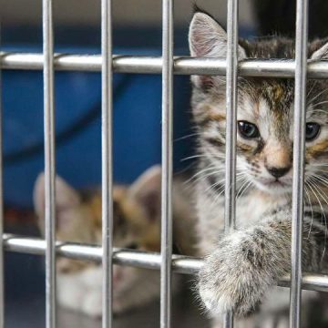 Cheyenne City Council Approves Changes to New Animal Care Policies