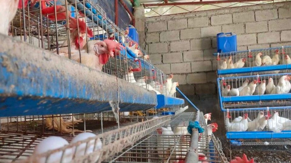 DA Implements Block Poultry Imports from California, Ohio Restricted