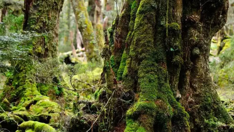 Evidence Points to World's Oldest Forest in New York, US