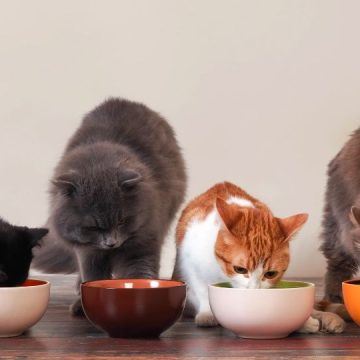 Here are High Quality Dry Cat Food Brands in the US