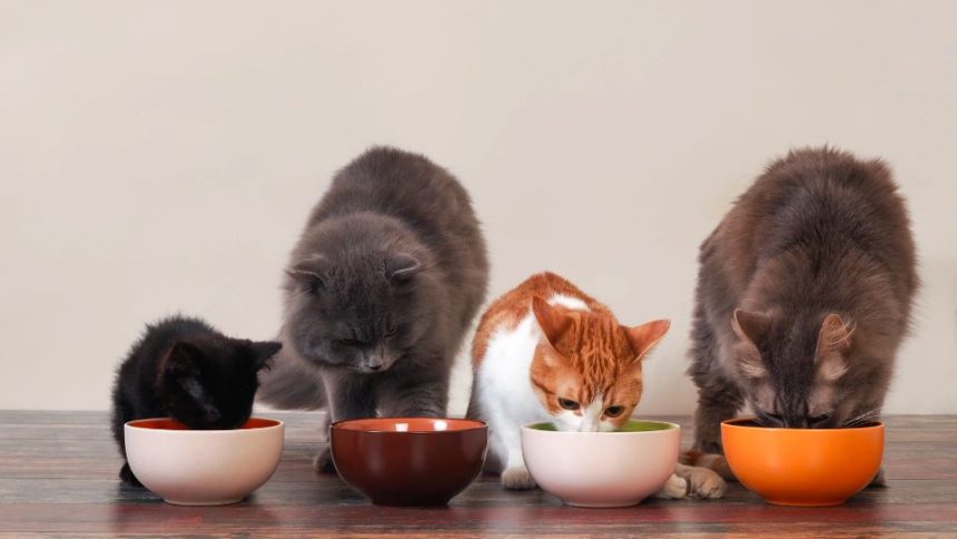 Here are High Quality Dry Cat Food Brands in the US