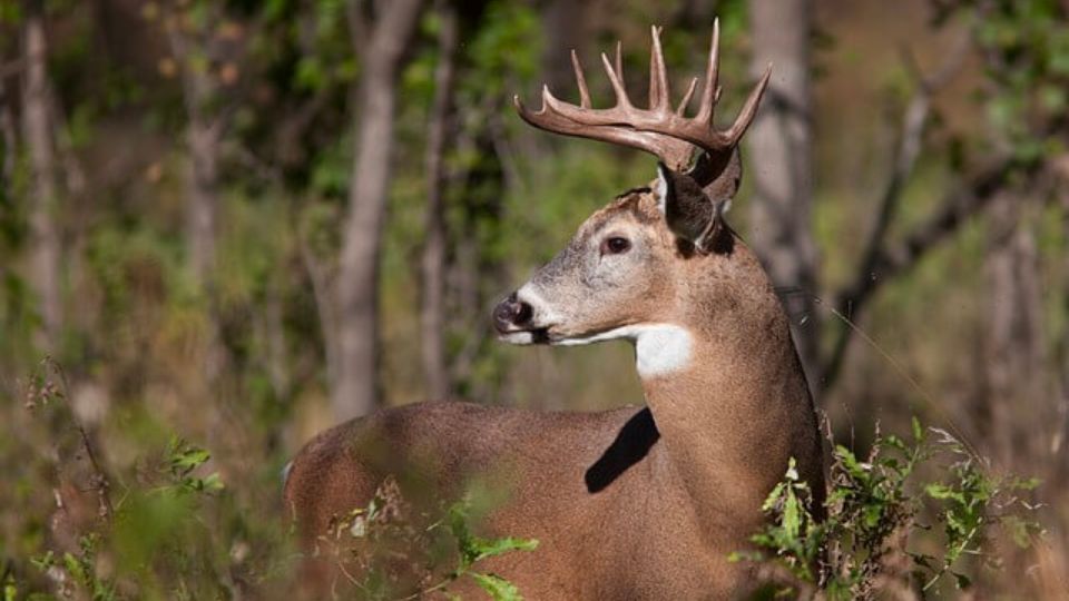Michigan Sees Drop in Deer Harvest, DNR Addresses Regulations on FOX 17