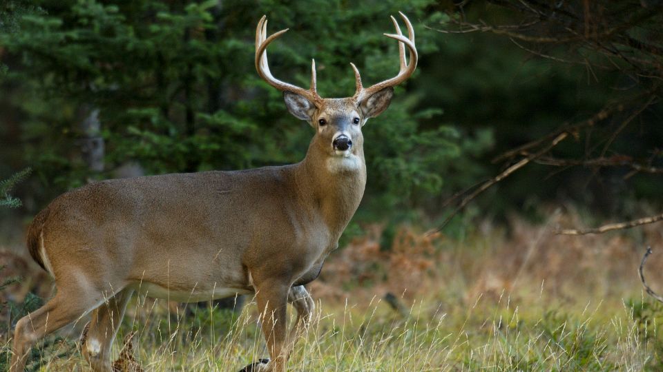 Michigan Sees Drop in Deer Harvest, DNR Addresses Regulations on FOX 17