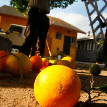 The Southern California city is about to have all fruit trees stripped