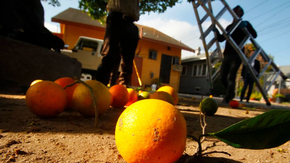 The Southern California city is about to have all fruit trees stripped