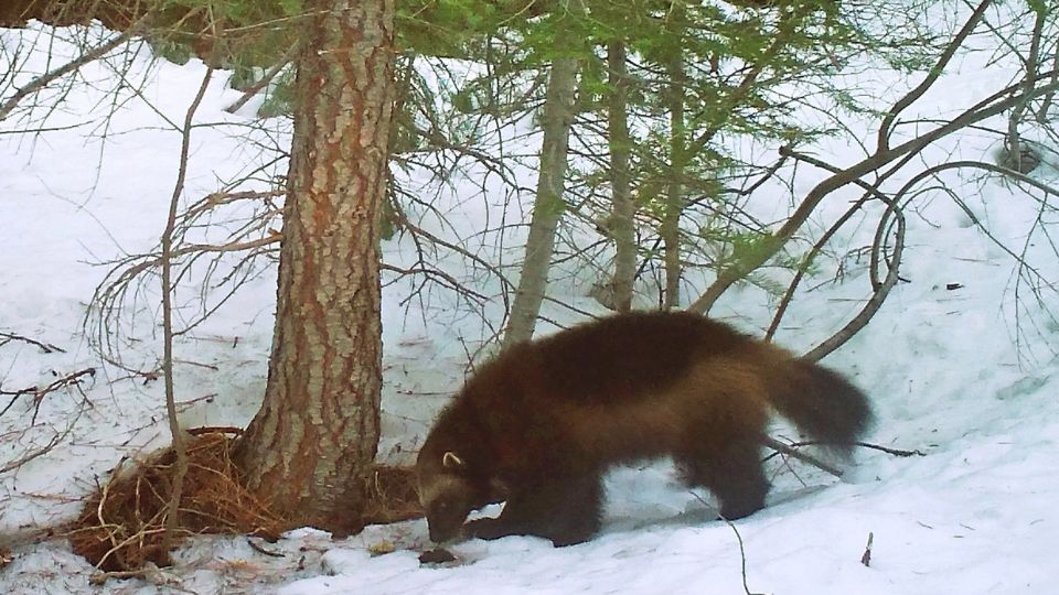 Wolverine Populations Thriving in the North Despite 'Threatened' Status in the U.S.