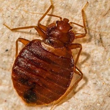 3 Georgia Cities Crawling With Most Infested Bed Bugs in 2024