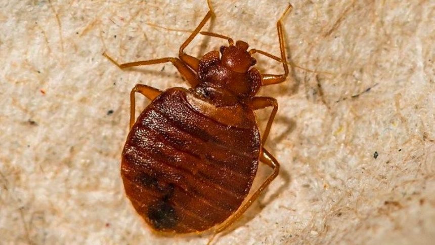 3 Georgia Cities Crawling With Most Infested Bed Bugs in 2024