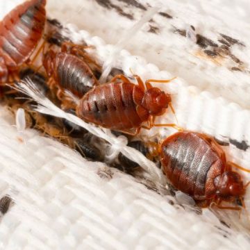 3 North Carolina Cities are Crawling With Most Infested Bed Bugs