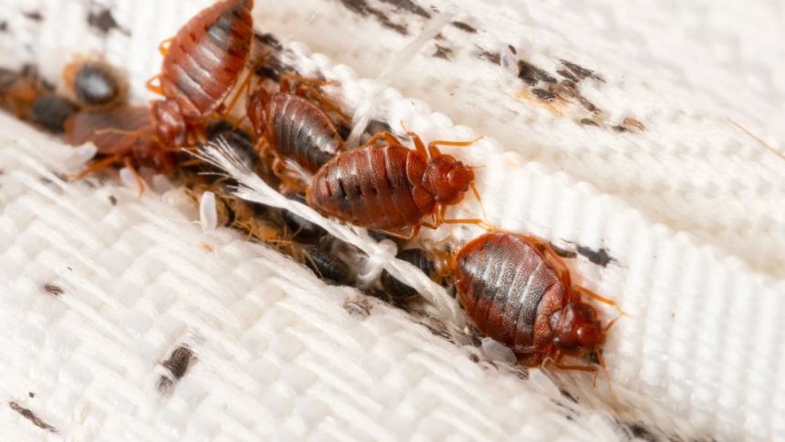 3 North Carolina Cities are Crawling With Most Infested Bed Bugs