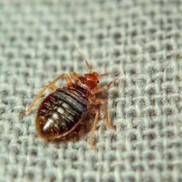 3 Ohio Cities Crawling With Most Infested Bed Bugs in 2024