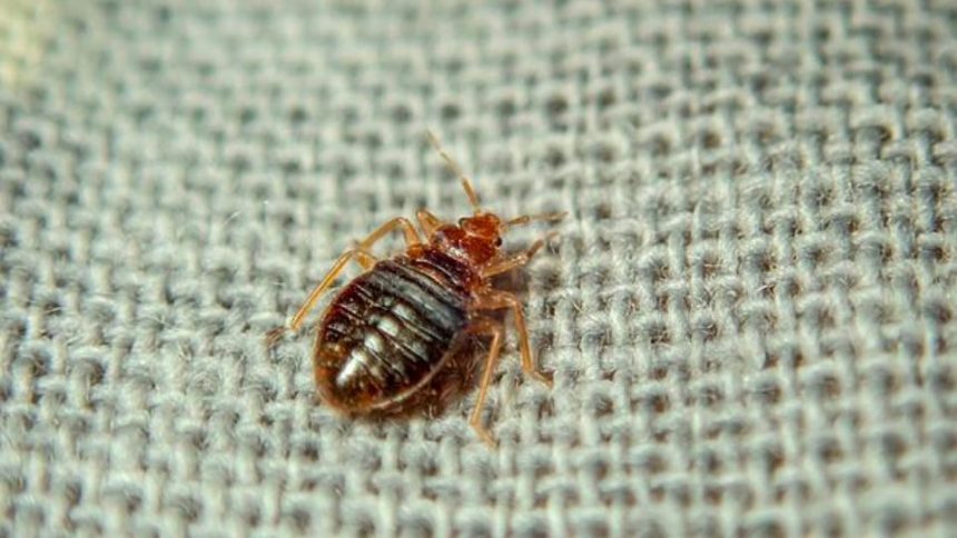 3 Ohio Cities Crawling With Most Infested Bed Bugs in 2024