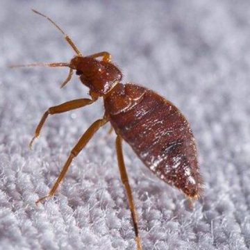 3 Texas Cities Most Infested Crawling With Bed Bugs