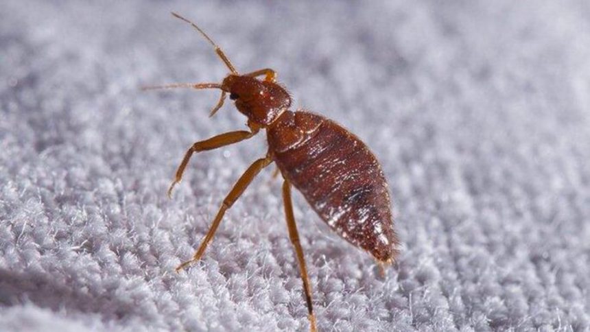 3 Texas Cities Most Infested Crawling With Bed Bugs