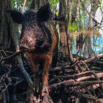 Beware From These Dangerous Animals If You Live in Florida