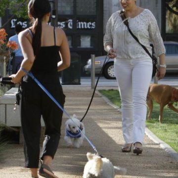 California city will issue fines now for off-leash dogs