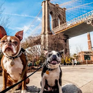 Here are the Best Places to Live in New York with a Dog