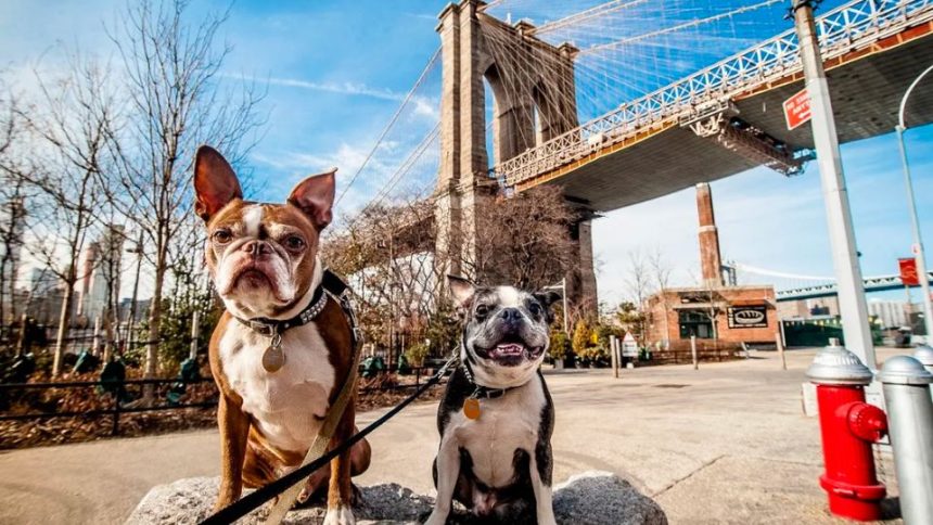 Here are the Best Places to Live in New York with a Dog