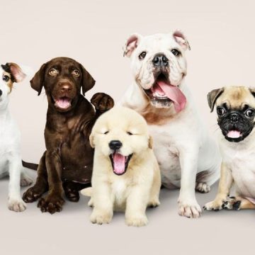 Listing 5 Most Popular Dog Breeds in Wisconsin State