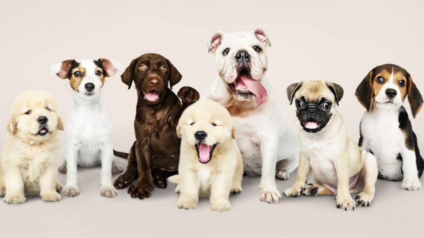 Listing 5 Most Popular Dog Breeds in Wisconsin State