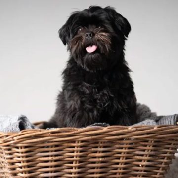 Listing Best Dog Breeds for Renters in Entire America