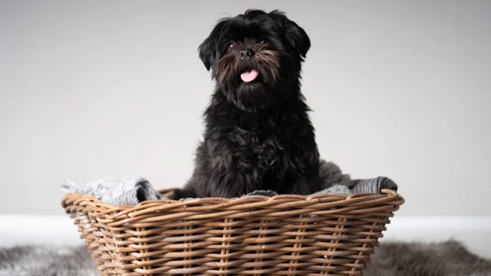 Listing Best Dog Breeds for Renters in Entire America