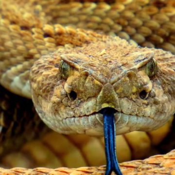 Revealing 5 Most Dangerous Animals in Texas That Can Kill You