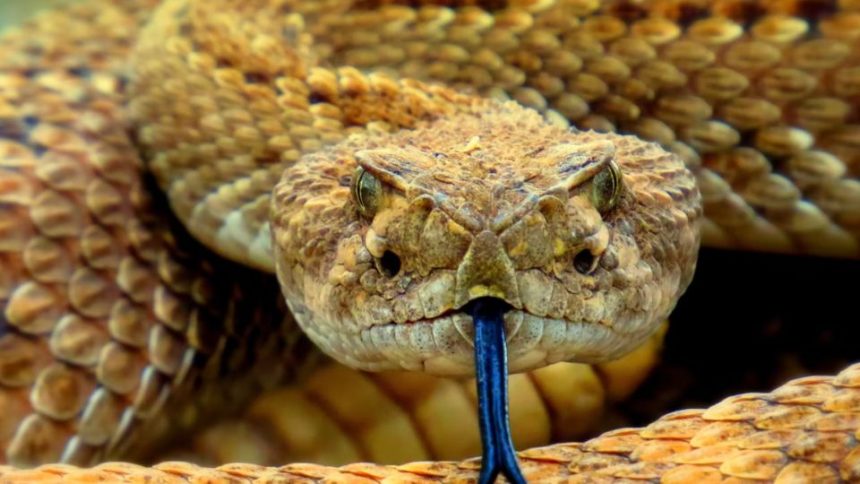 Revealing 5 Most Dangerous Animals in Texas That Can Kill You