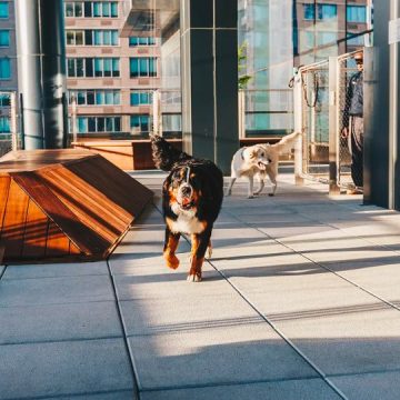 Study Finds the Best Pet Friendly Neighborhoods In New York City