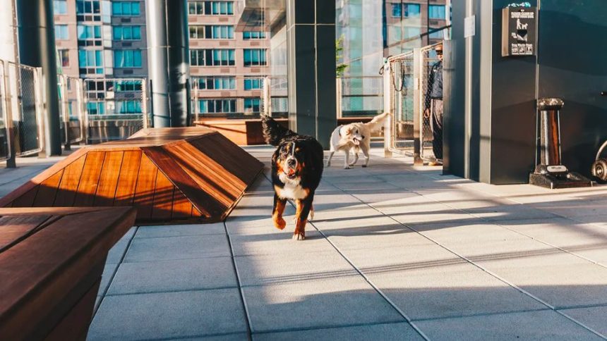 Study Finds the Best Pet Friendly Neighborhoods In New York City