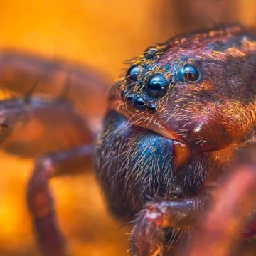 The Most Deadliest Animals and Spiders in Minnesota You Have to Safe From