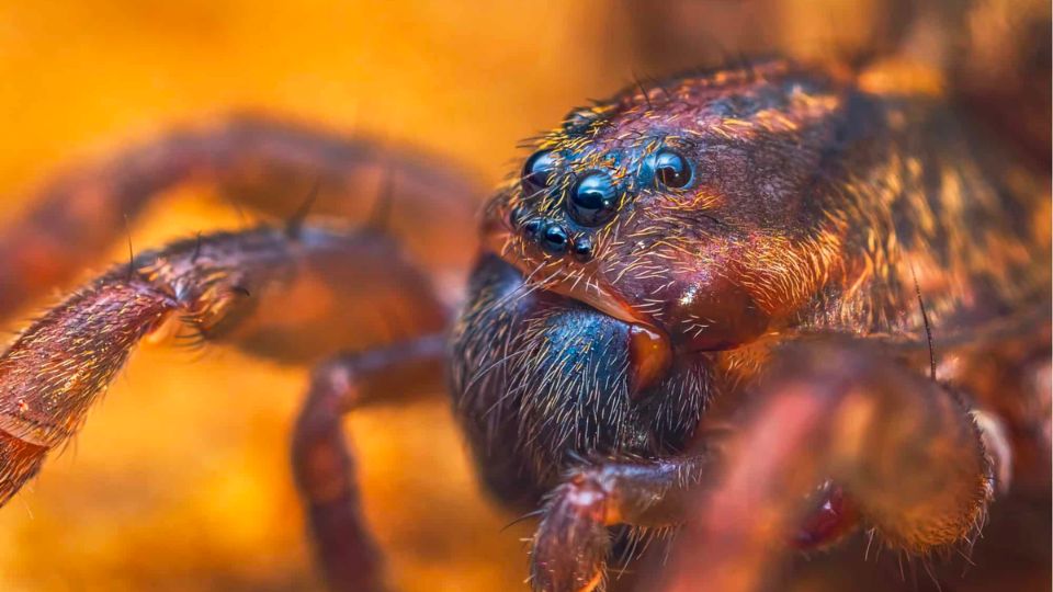 The Most Deadliest Animals and Spiders in Minnesota You Have to Safe From