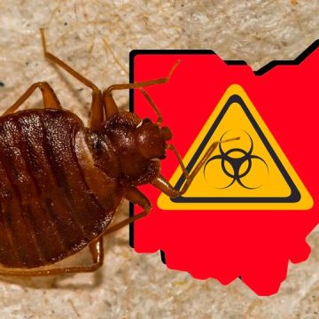 These 3 Florida Cities Crawling With Most Bed Bugs in 2024