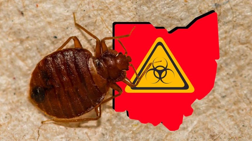 These 3 Florida Cities Crawling With Most Bed Bugs in 2024