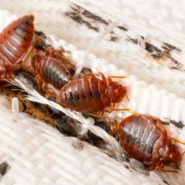 These 3 Minnesota Cities are Most Infested and Crawling With Bed Bugs