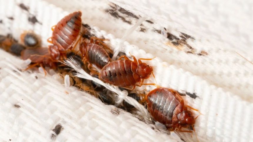 These 3 Minnesota Cities are Most Infested and Crawling With Bed Bugs