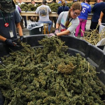 This Mississippi County Smokes Most Weed as Any Other in America