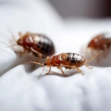 3 Arkansas Cities are Crawling With Most Infested Bed Bugs in 2024