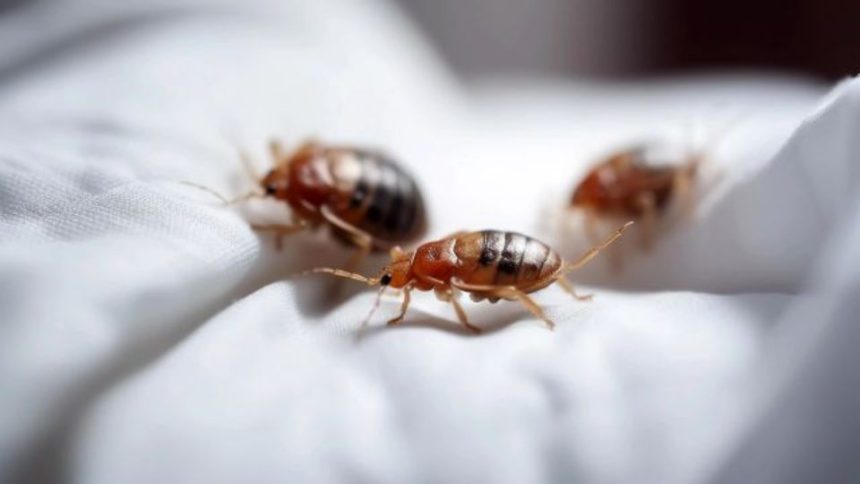 3 Arkansas Cities are Crawling With Most Infested Bed Bugs in 2024