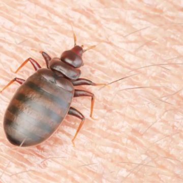 3 North Carolina Cities Crawling With Most Infested Bed Bugs in 2024