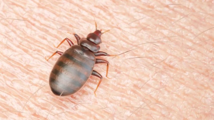 3 North Carolina Cities Crawling With Most Infested Bed Bugs in 2024