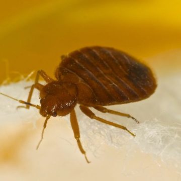 3 Washington Cities Crawling With Most Infested Bed Bugs