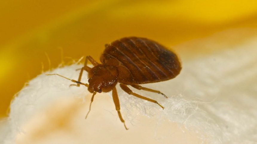 3 Washington Cities Crawling With Most Infested Bed Bugs