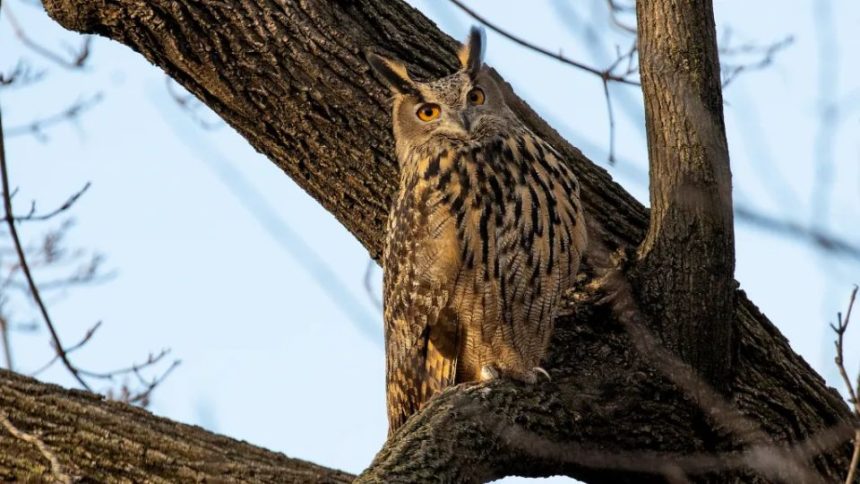 4 kinds of rat poison found in Flaco the owl system when he tragically died