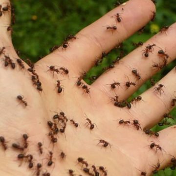 Best Tips to Get Rid Of Ants From Your Yard and Home