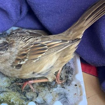 California City Becomes Second City to Ban Glue Traps in Nation