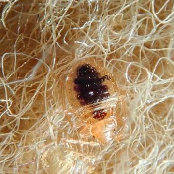 Disclosing 3 Michigan Cities Crawling With Most Infested Bed Bugs