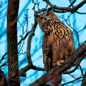 Flaco is Honored With an Owl on a Memorial in New York City