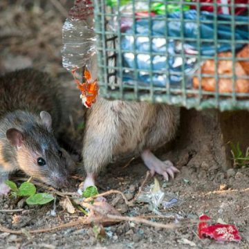 Rat Infection Becomes the Biggest Problem of These 3 Ohio Cities