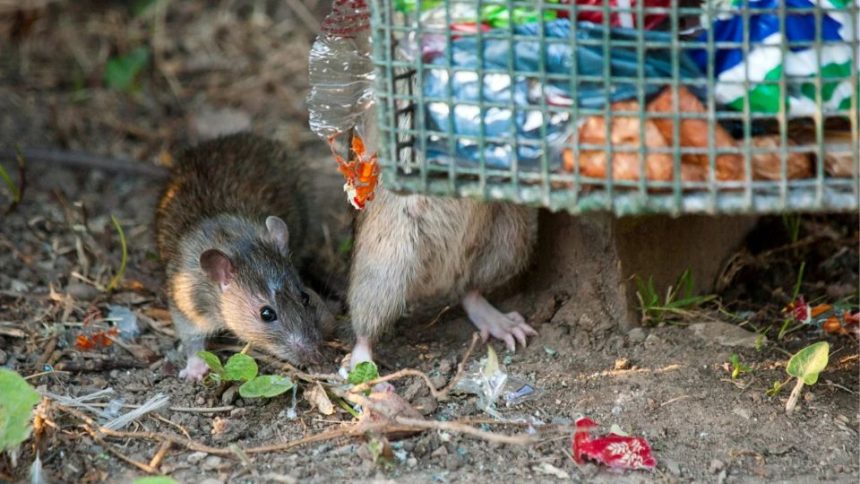 Rat Infection Becomes the Biggest Problem of These 3 Ohio Cities